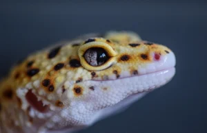 Terrarium du gecko léopard : chaleur, dimensions et aménagement Gecko léopard vu de près