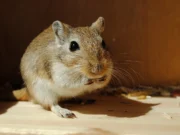 Pourquoi des gerbilles se battent-elles ? Signes et conduite à tenir Gerbille domestique attentive