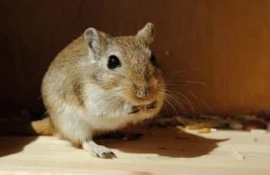 Pourquoi des gerbilles se battent-elles ? Signes et conduite à tenir Gerbille domestique attentive
