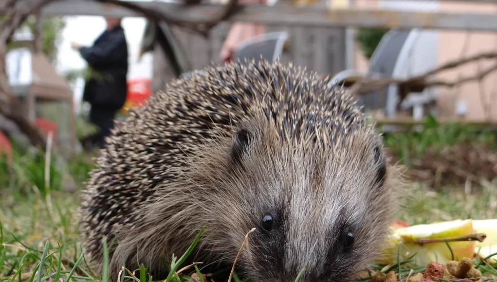 Hérisson d’Europe dans un jardin