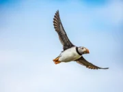 Macareux moine : portrait de l’oiseau clown de l’Atlantique Macareux moine en vol
