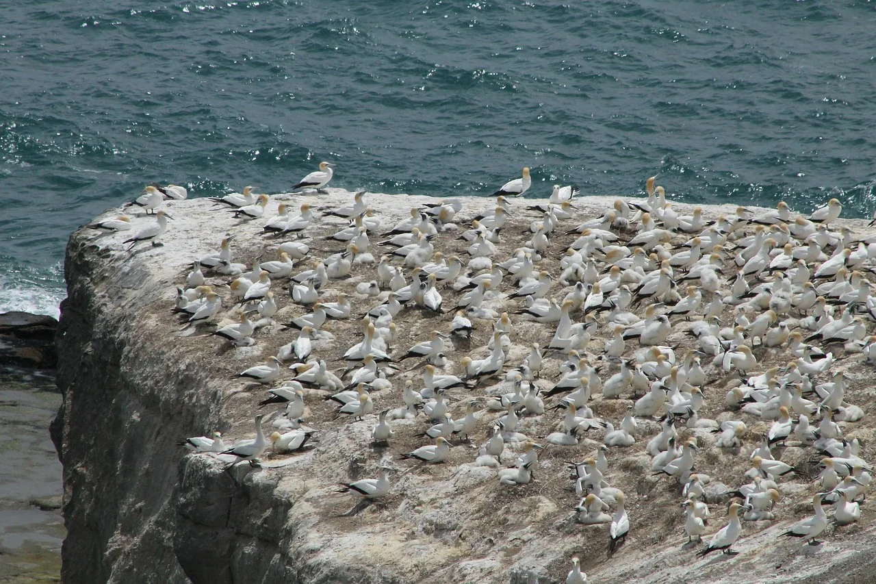 Colonie d’oiseaux marins au-dessus de l’océan