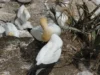 Comment les oiseaux transportent les nutriments entre les écosystèmes Colonie de fous de Bassan sur la côte