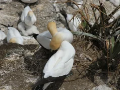 Comment les oiseaux transportent les nutriments entre les écosystèmes Colonie de fous de Bassan sur la côte
