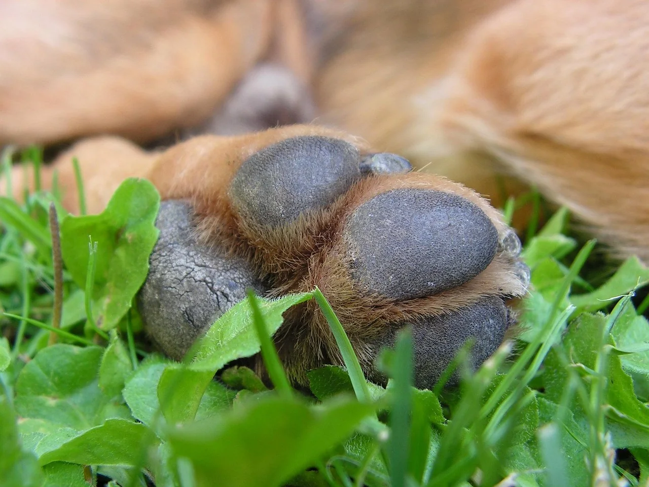 Patte de chien posée dans l’herbe