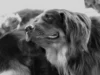Comment les chiens attrapent-ils des puces et stopper le cycle ? Chien se grattant dans l’herbe