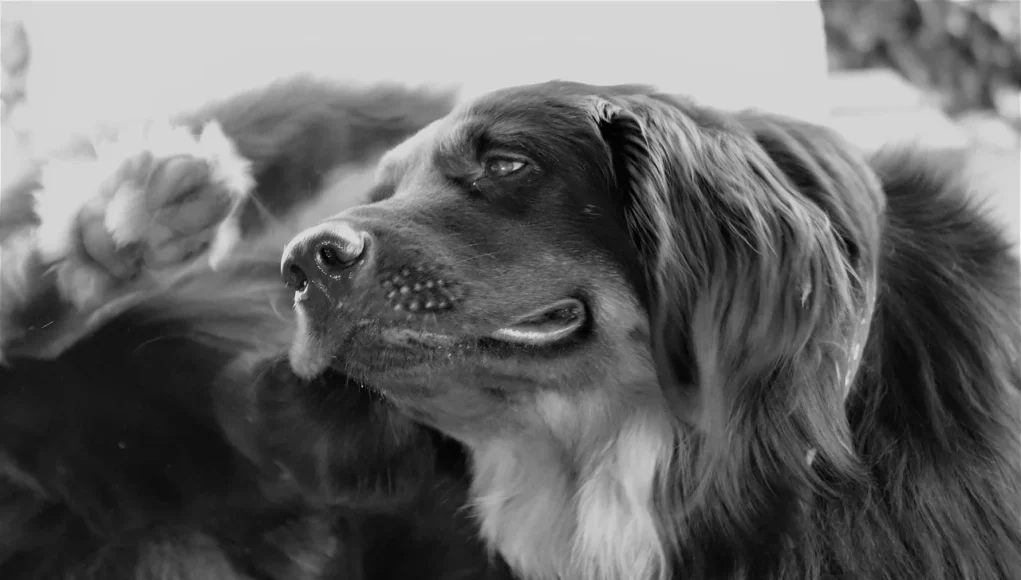 Chien se grattant dans l’herbe Chien se grattant dans l’herbe
