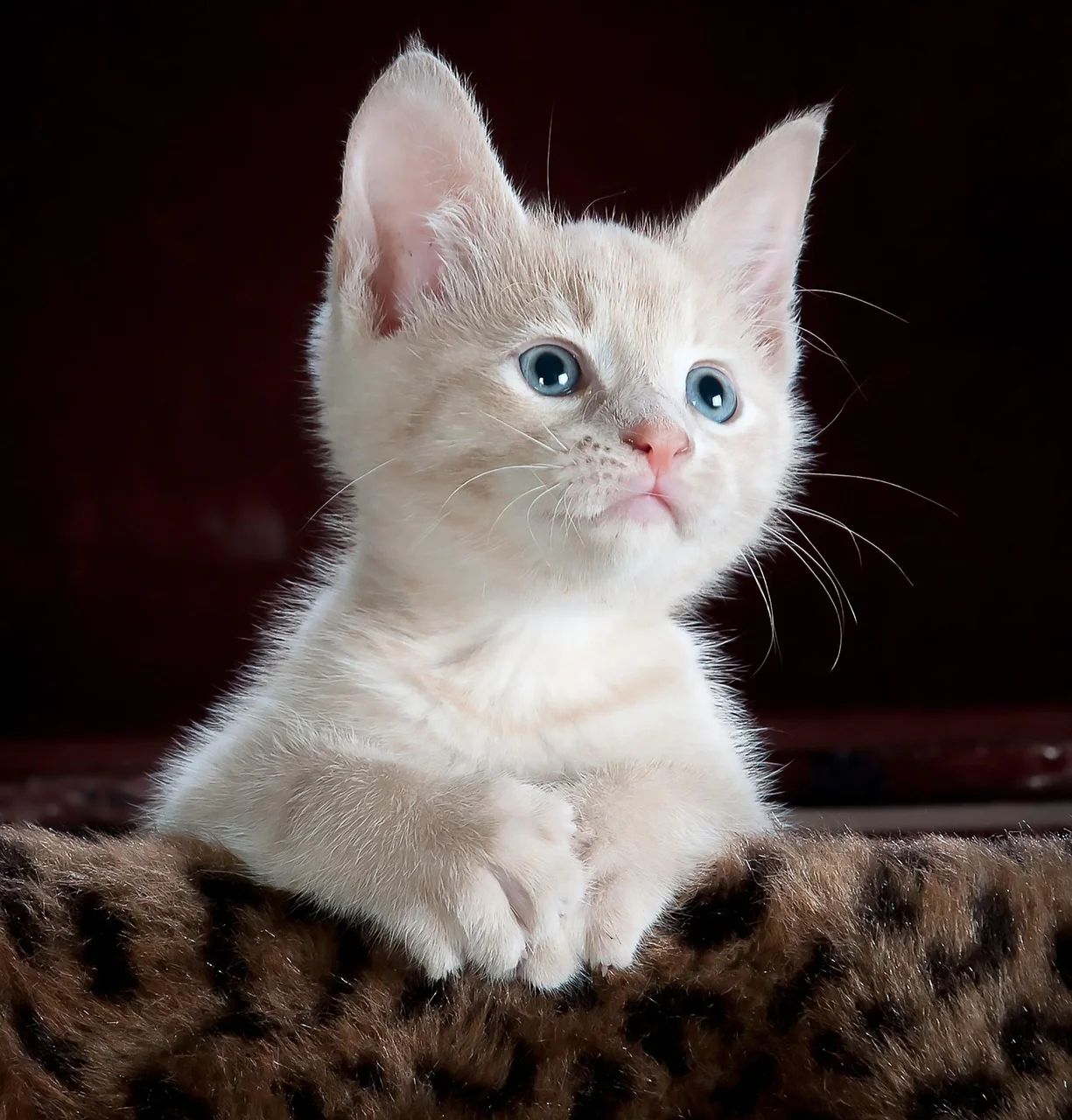 Jeune chat au repos dans son environnement