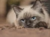 Pourquoi les chats ronronnent-ils ? Sens et signaux à surveiller Chat détendu observé de près