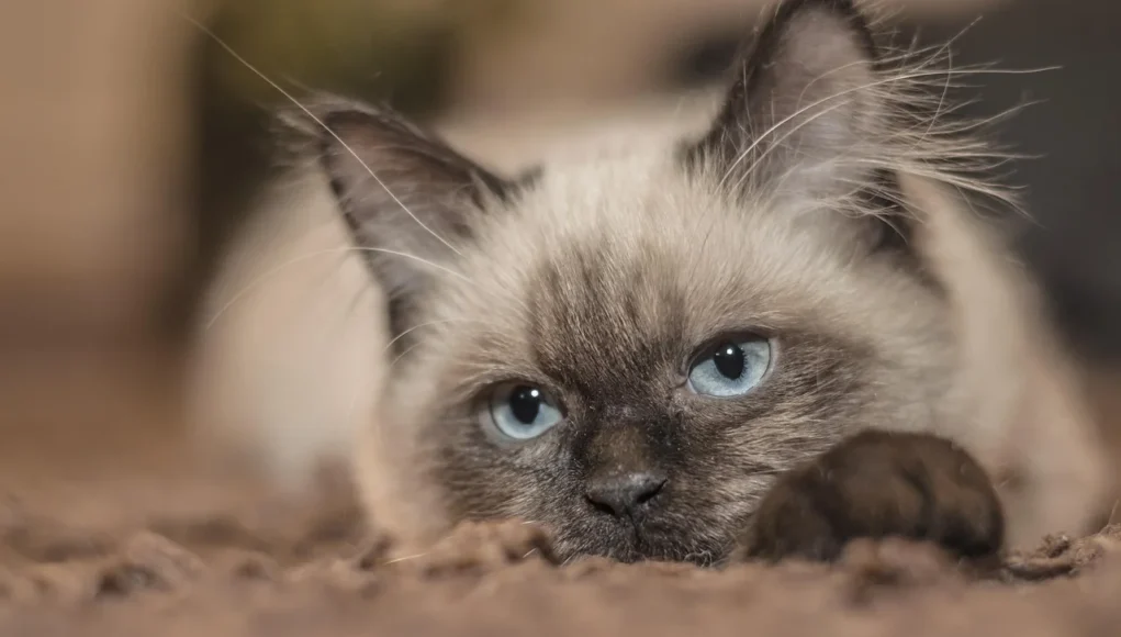 Chat détendu observé de près