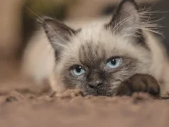 Pourquoi les chats ronronnent-ils ? Sens et signaux à surveiller Chat détendu observé de près