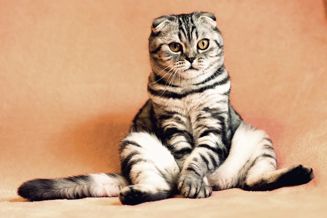 Chat observant calmement son environnement
