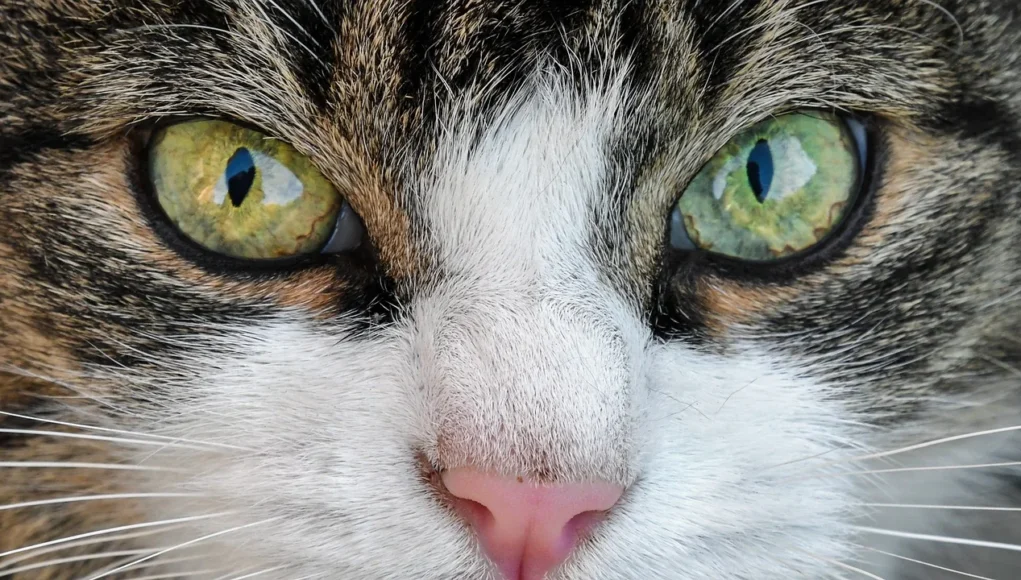 Portrait rapproché des yeux d’un chat