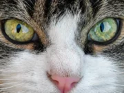 Comment les chats voient-ils les humains et leur environnement ? Portrait rapproché des yeux d’un chat
