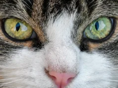 Comment les chats voient-ils les humains et leur environnement ? Portrait rapproché des yeux d’un chat