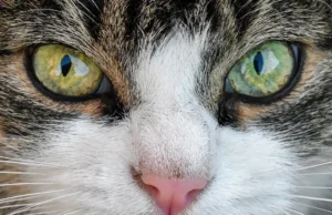 Comment les chats voient-ils les humains et leur environnement ? Portrait rapproché des yeux d’un chat